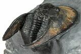 Gorgeous Scotoharpes Trilobite - Orange Headshield #354425-4